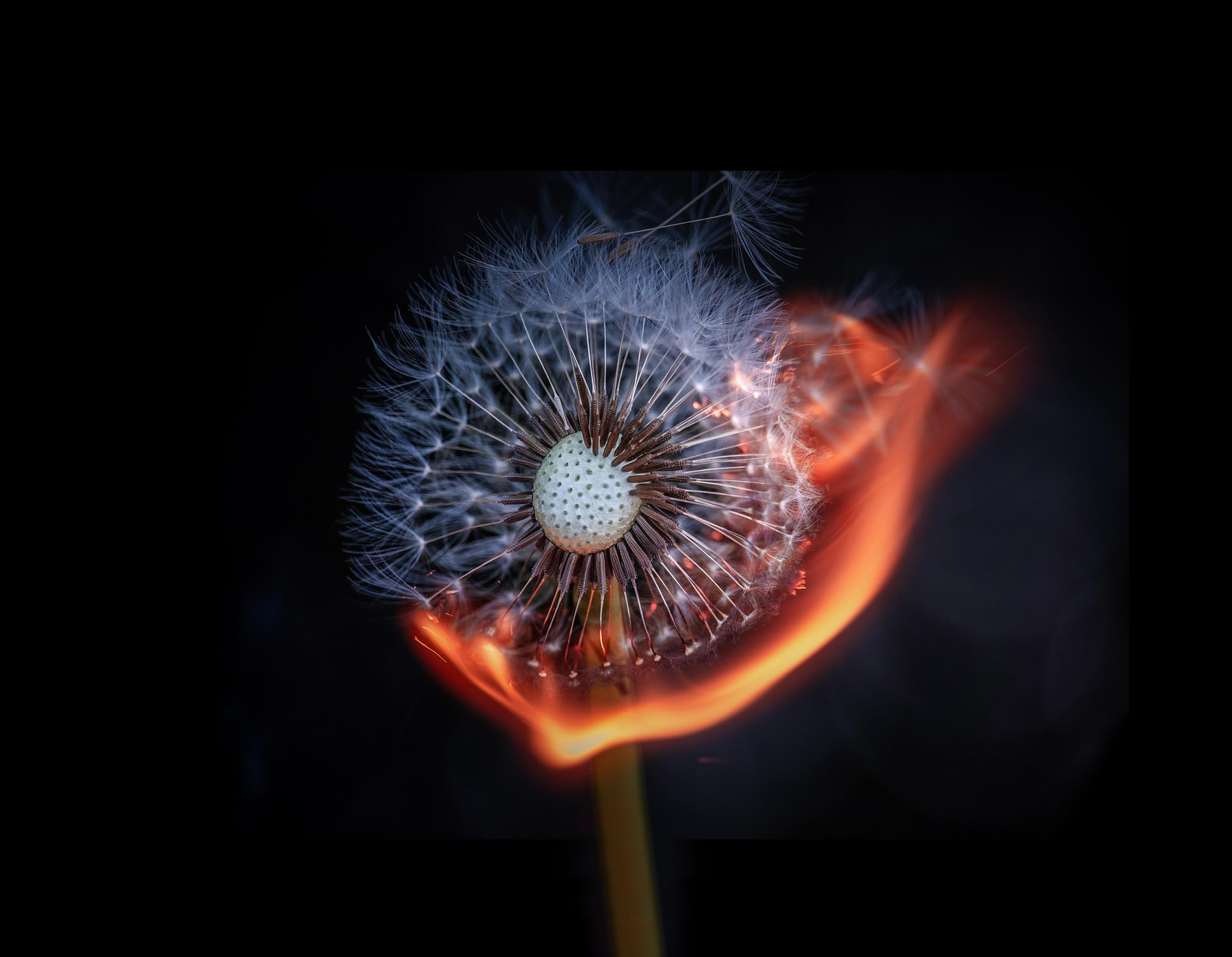 A dandelion catching fire.